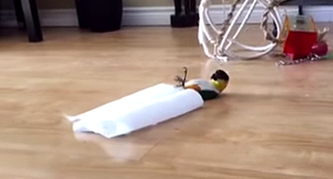 This Parrot Loves Playing With Paper Towels