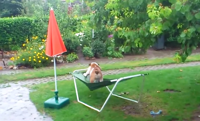 Bulldog Loves Playing On A Hammock In The Rain