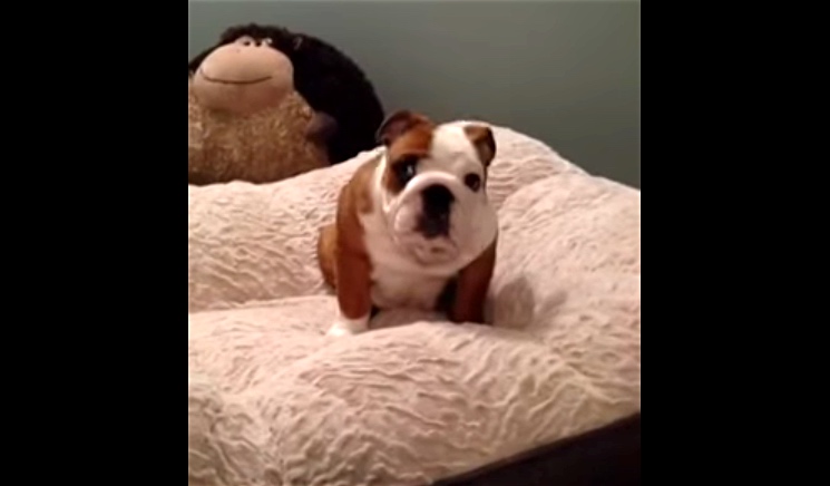 English Bulldog Puppy Is Ecstatic To Get A New Bed