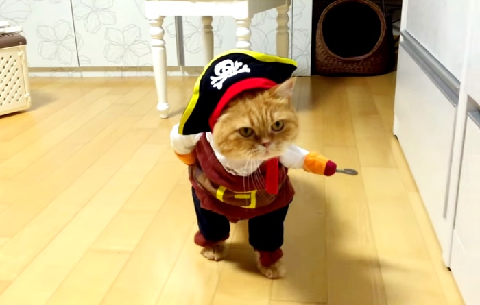 Cat Dressed Up As A Pirate Of The Caribbean For Halloween