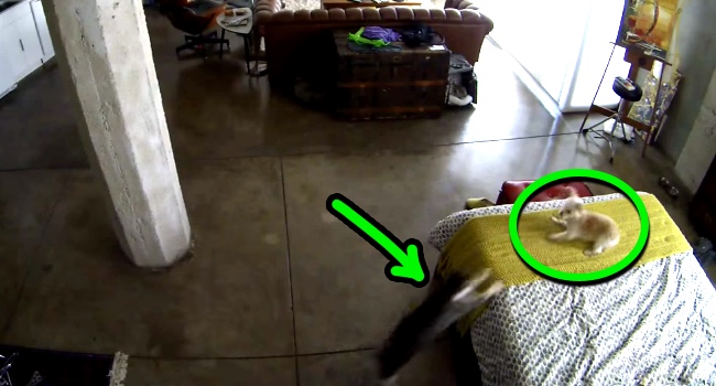 House Cat Shuts Down A Barking Dog