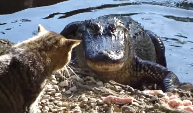 Cat Fights An Alligator Back Into The Water