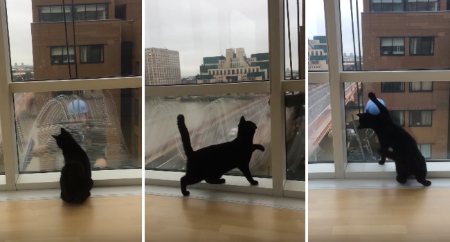 This Cat Became Fast Friends With The Window Washer
