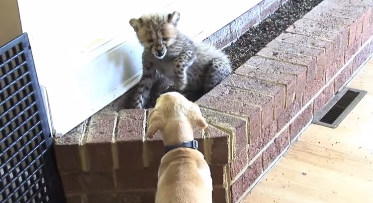 The Heartwarming Brotherhood Between A Cheetah And A Dog