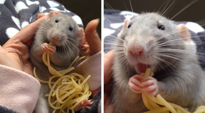 This Rat Loves Eating Spaghetti