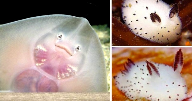 Scientists Hold A 'Contest' On Twitter To Determine The Cutest Animal On Earth