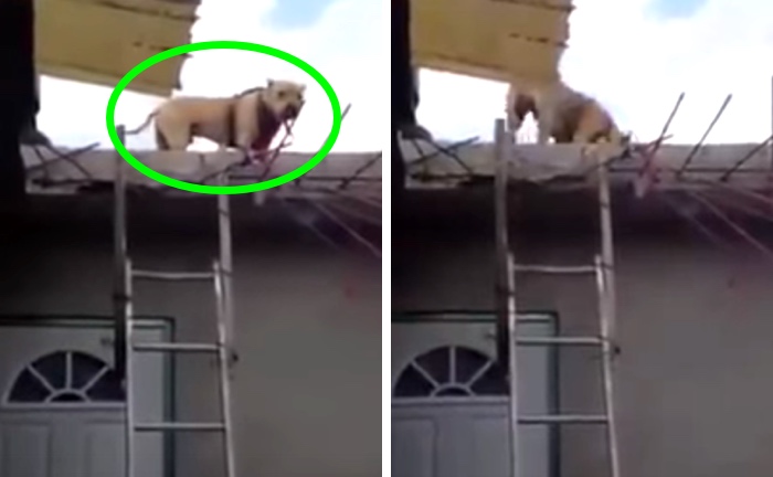 Dog Climbs Down A Ladder Off The Roof