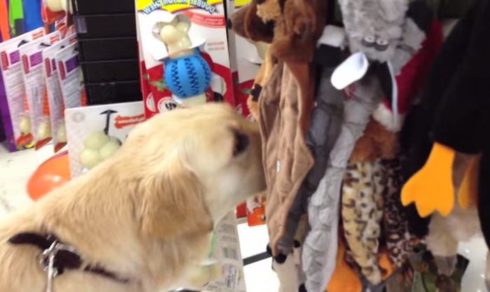 Rescue Dog Picks Out Her First Toy, Makes A Thoughtful And Cute Choice