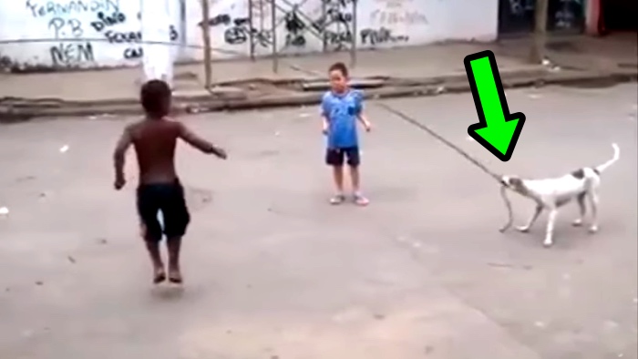 Dog Plays Jump Rope With Children In Brazil