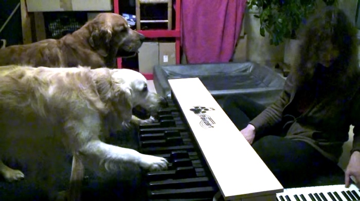 Two Golden Retrievers Play The Piano By Ear. Perfectly.