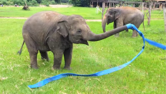 Rescued Elephant Plays With A Hula Hoop, Then Cuddles With A Friend