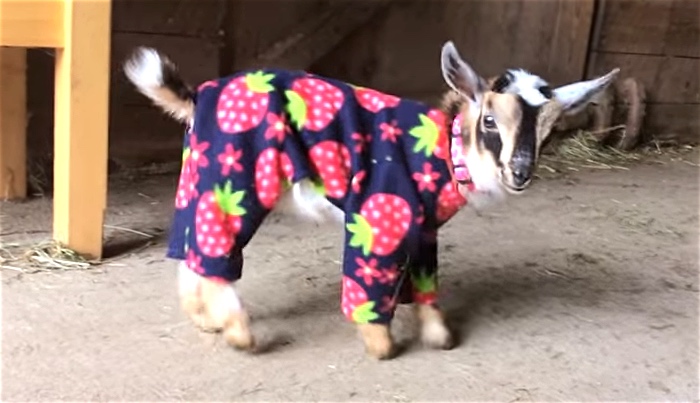 Baby Goats Dancing In Their Pajamas On A Rainy Day Will Brighten Your Day