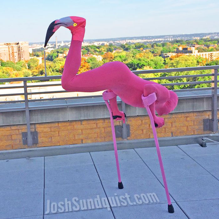 josh-flamingo