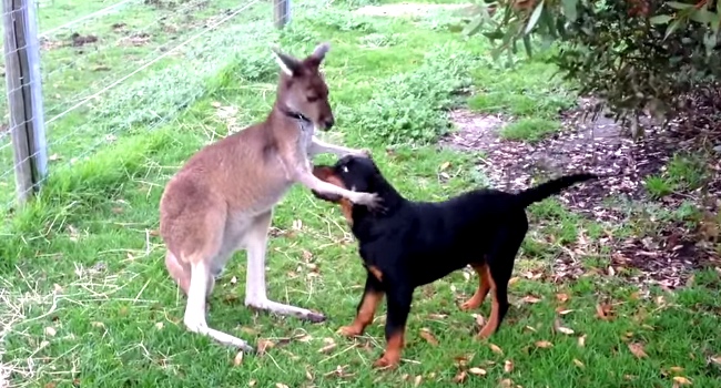 This Kangaroo And Rottweiler Are The Best Of Friends