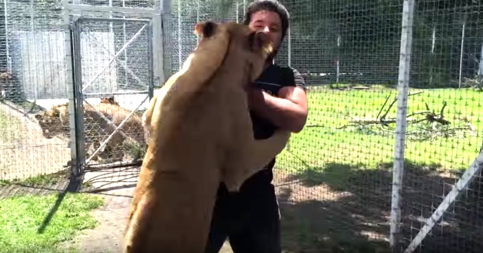 Lioness Is Reunited With Her First Adoptive Dad