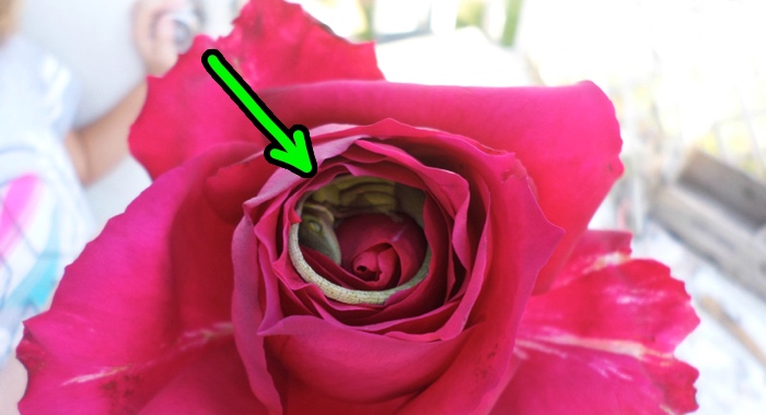 Texas Family Gets An Adorable Surprise Hidden In A Rose