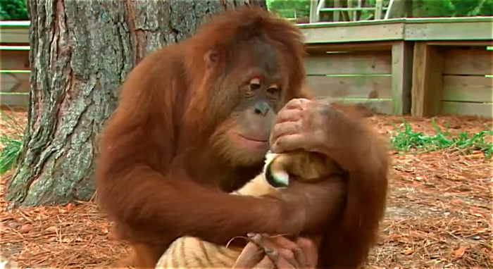 Orangutan Babysits Several Tiger Cubs