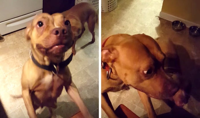 Dogs Stop Being Affectionate The Second He Asks About His Torn Pants