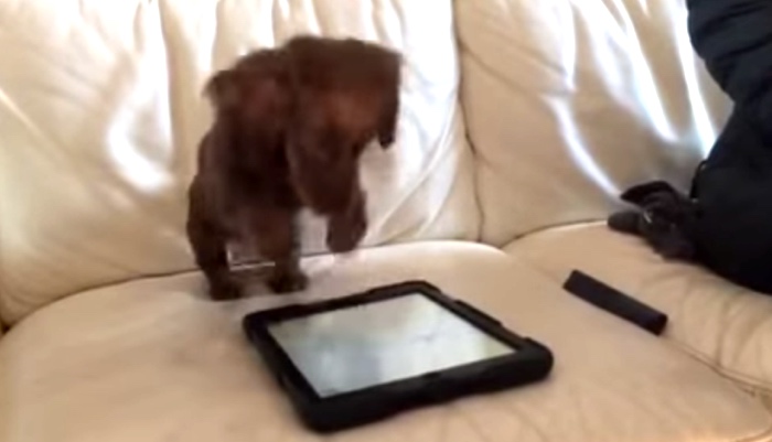 Dachshund Puppy Goes Bonkers For An iPad App