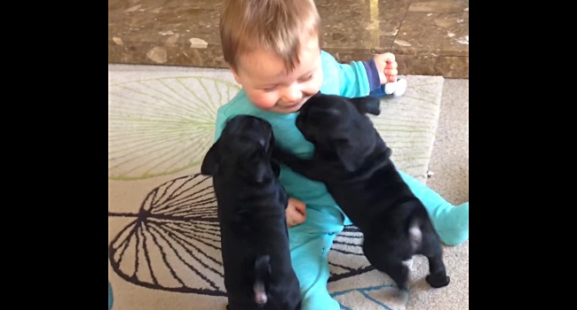 A Baby And Pug Puppies Meet For The First Time