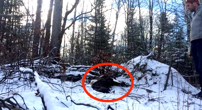 Canadian Brothers Free A Bald Eagle And Take The Greatest Selfie Ever