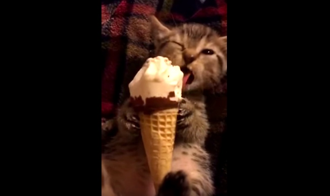 Adorable Kitten Eats Ice Cream Cone Half Its Size