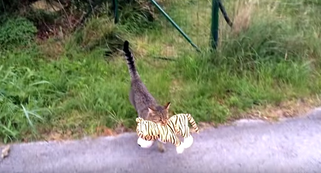 Cat Borrows A Stuffed Tiger From The Neighbors