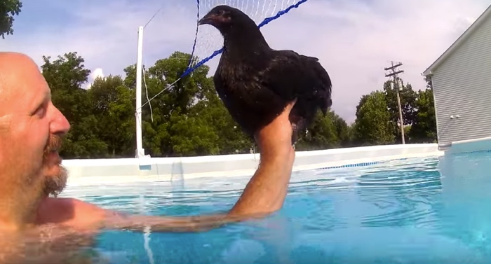 Can Chickens Float? Guy Can't Contain Himself When Putting One In The Pool