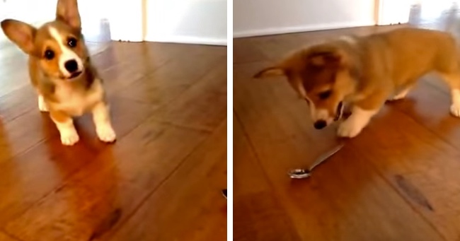 11 Week Old Corgi Puppy Meets A Spoon For The First Time, She Is Not A Fan