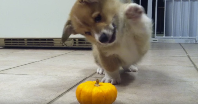 Corgi Puppy Has Adorable First Encounter With A Mini Pumpkin