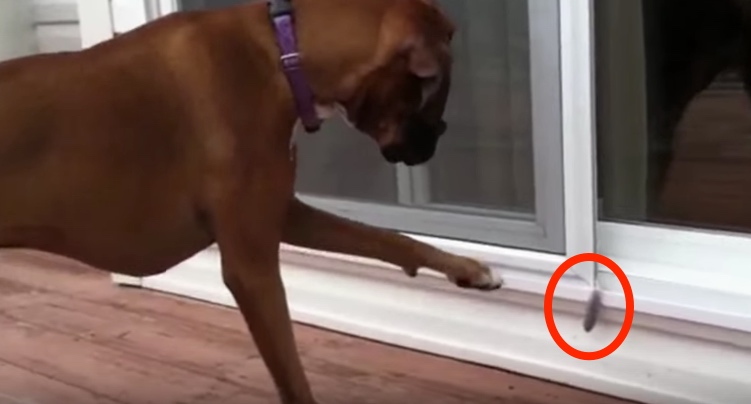 Huge Dog Is Afraid Of Tiny Feather