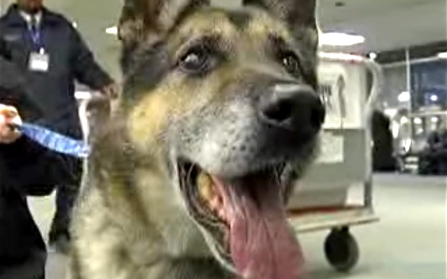 Heroic Dog Gets The Welcome Home Of A Lifetime After Years In Iraq