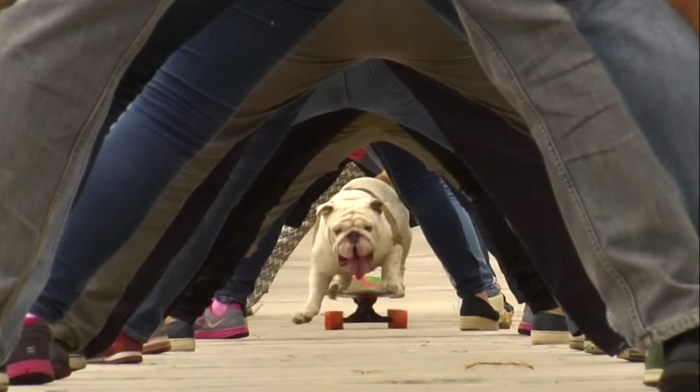 Otto The Skateboarding Dog Sets A Guinness World Record