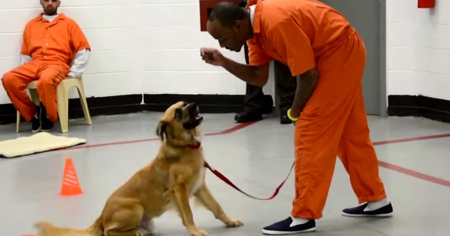 Abandoned Dogs Are Partnered With Inmates. The Results Are Amazing.