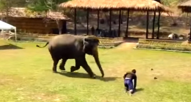 Elephant Rushes To Protect Her Caretaker