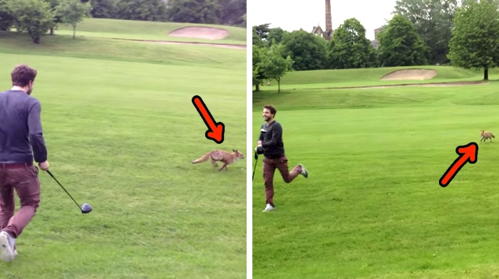 Cheeky Fox Tries To Steal From A Golfer