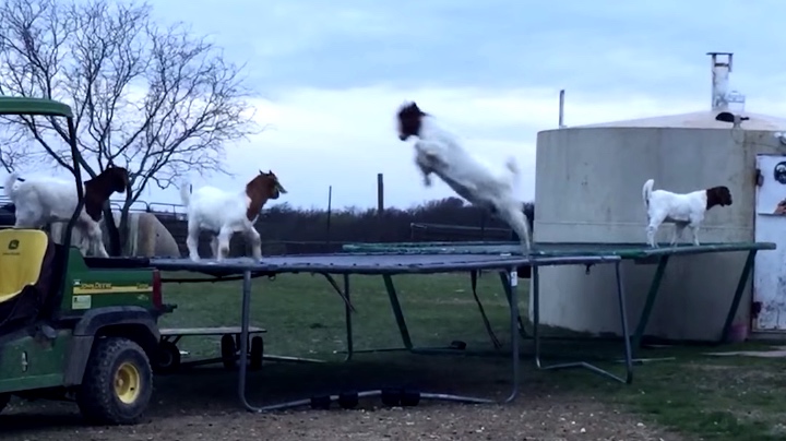 Six Goats Discover The Existence Of Trampolines