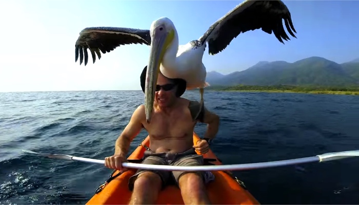 Guy Rescues An Abandoned Pelican, Teaches Him How To Fish.