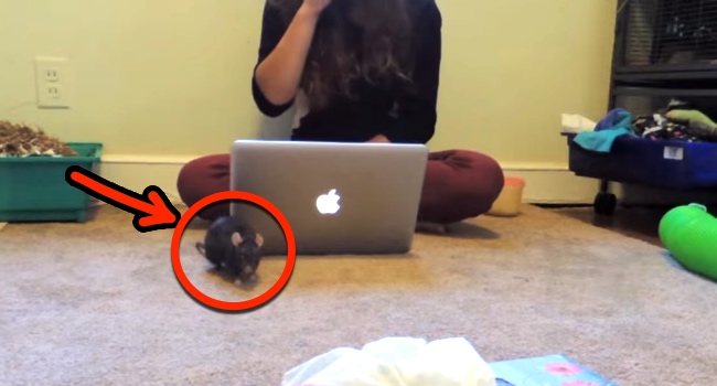 Adorable And Amazing Tricks With Pet Rats