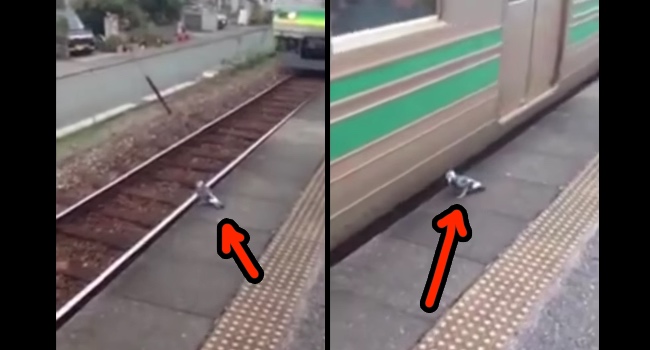 Tired Pigeon Takes A Train To Work