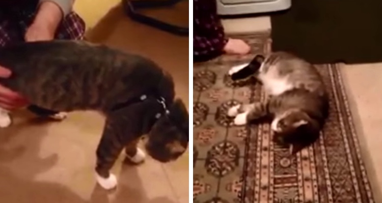 Cat Plays Dead To Avoid Going For A Walk