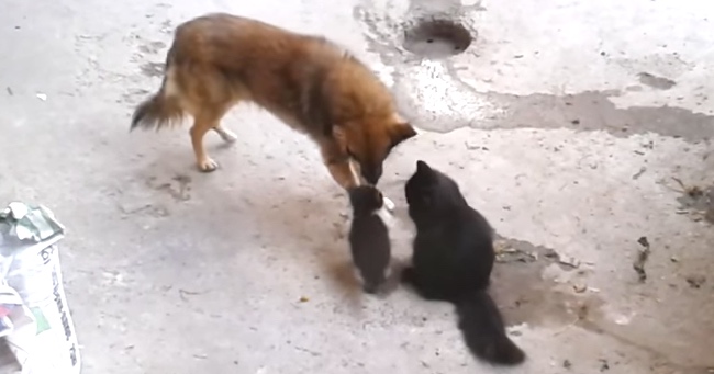 Mother Cat Brings Her Kittens To Meet An Old Pal. Watch What The Dog Does.