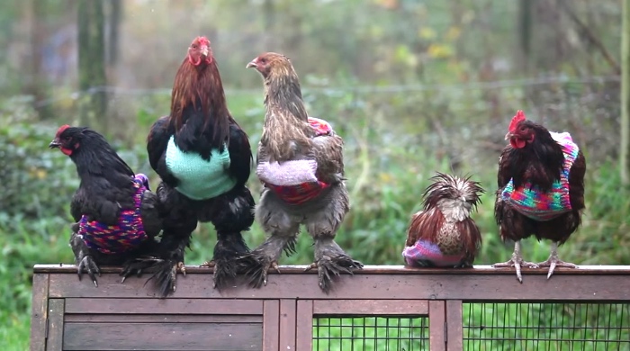 Women Knit Sweaters For Rescued Chickens
