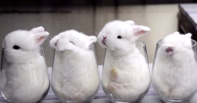 These Baby Bunnies In Cups Broke The Internet, And Are Now Going Viral