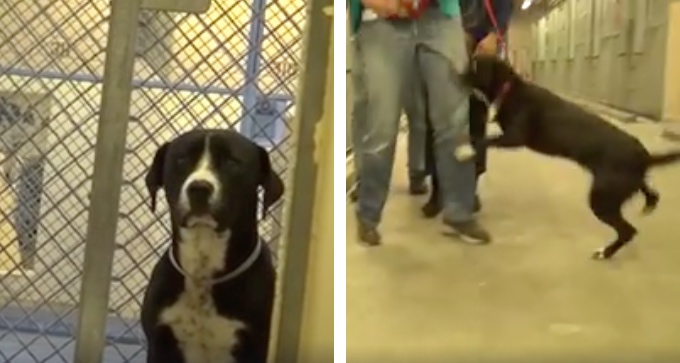 This Pup's Reaction To Being Adopted Is Priceless