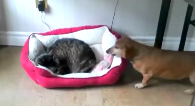 Poor Dogs Dealing With Their Beds Being Taken Over By Cats