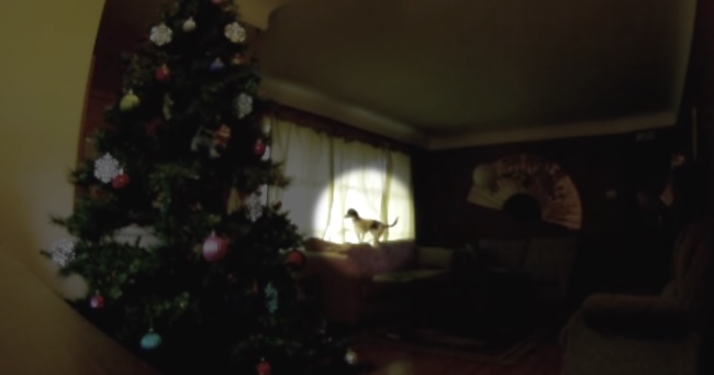 Beagle Patiently Waits For Owners To Leave, Then Goes Crazy On The Christmas Ornaments