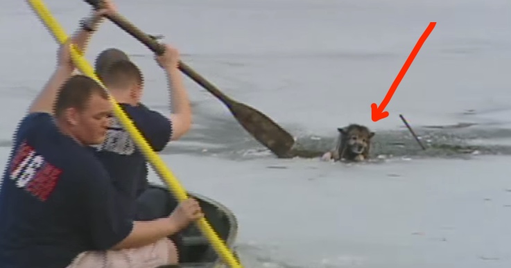 Dog Rescued From An Icy Pond In Delaware