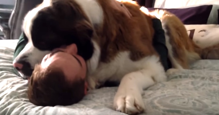 Huge Saint Bernard Loves Snuggling. Now Watch When His Owner Tries To Get Up. LOL