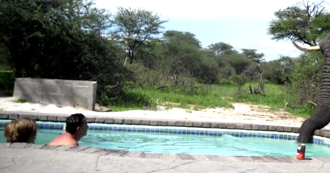 Elephant Crashes An African Pool Party